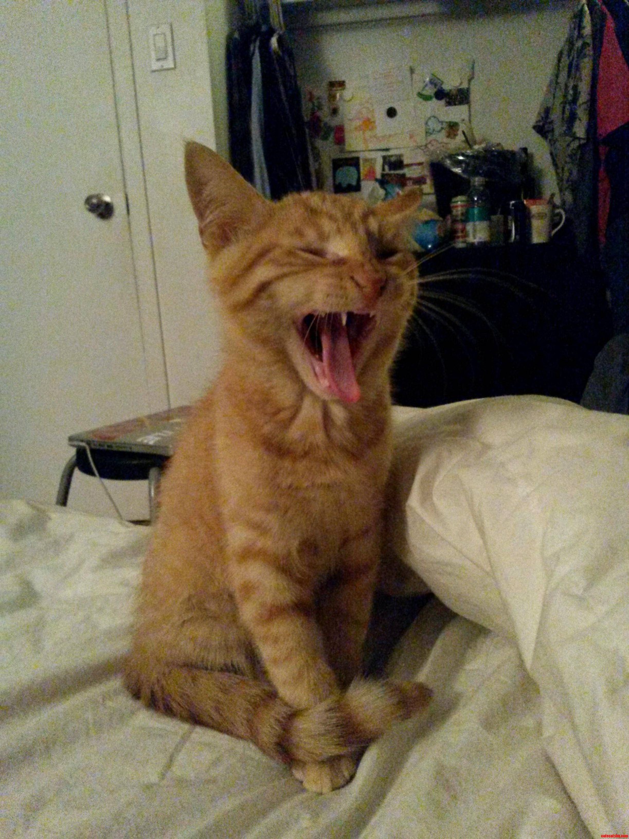 Sleepy Kitty