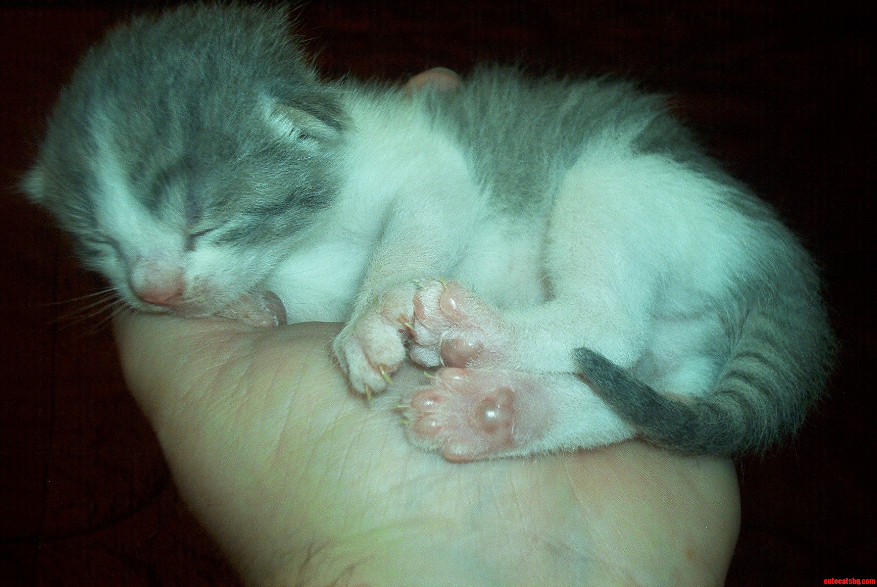 So Cute Such a Terror