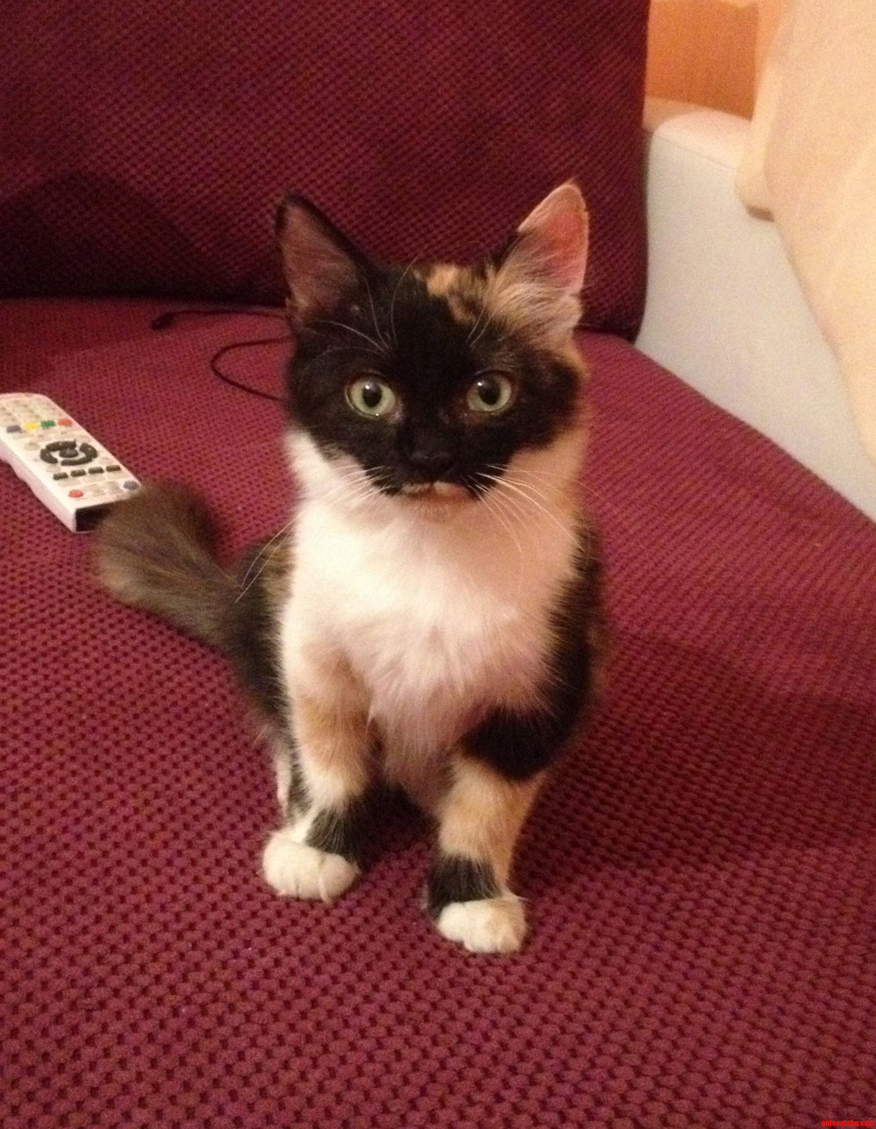 So This Fellow Has Been Living with Me Since Yesterday.