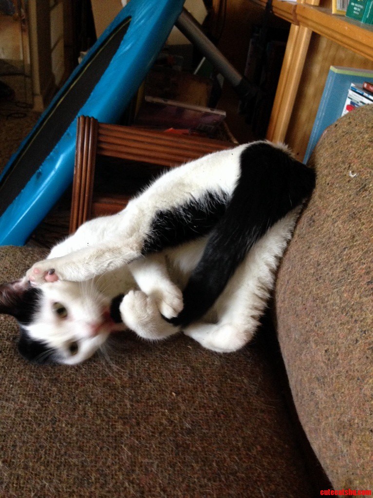 So We Gave the Cat Some Catnip.