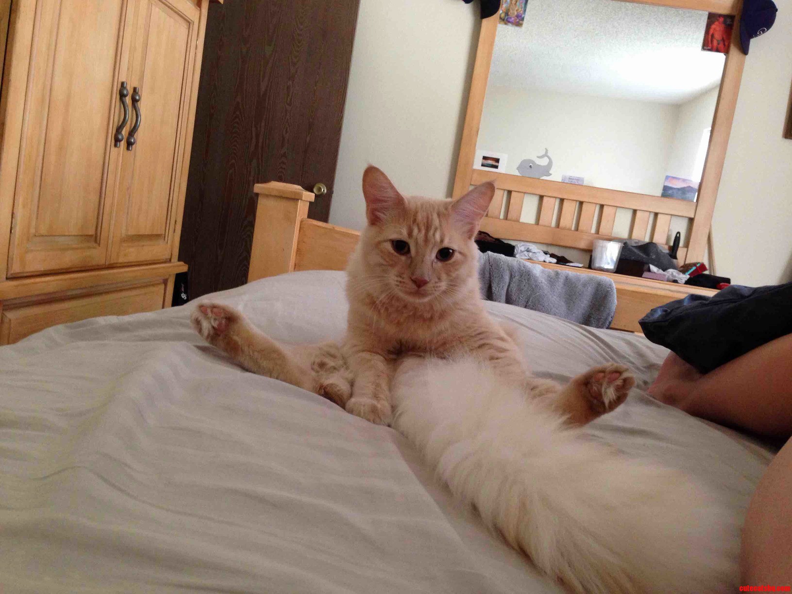 Sometimes I Sit Like This and Usually Lick Myself