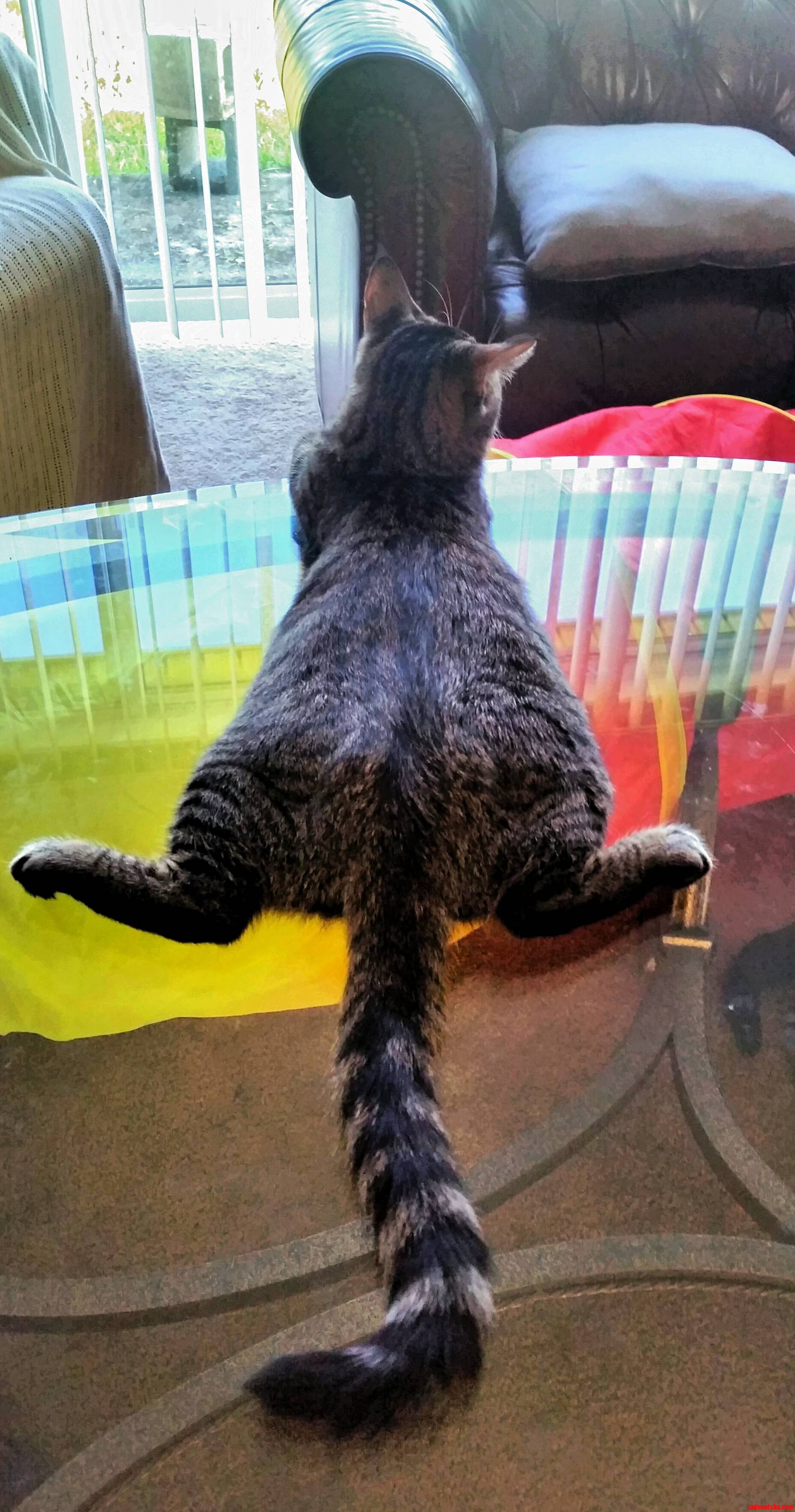 Sploot