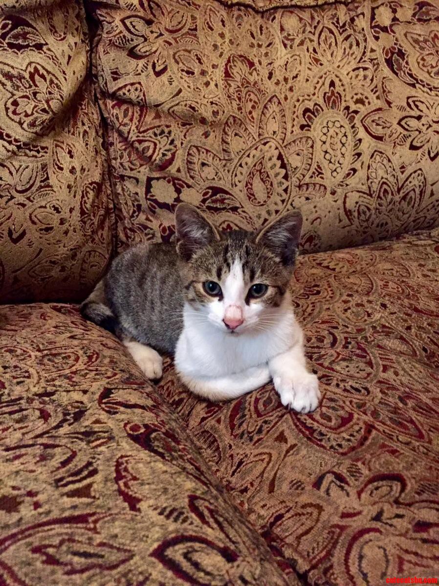 Stray Cat We Took In. What Breed Is It