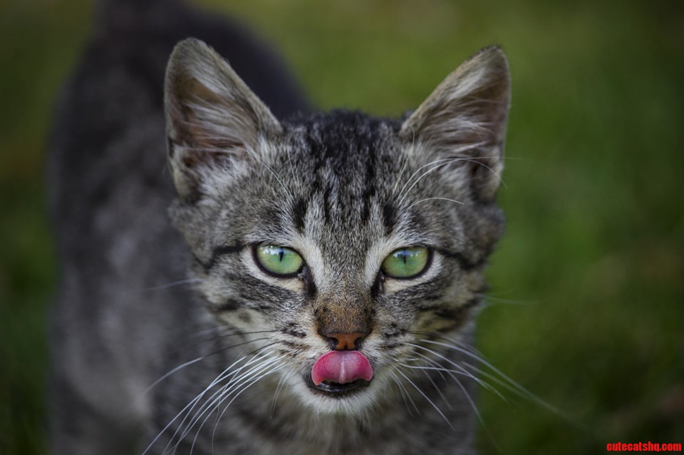 Stray Cat