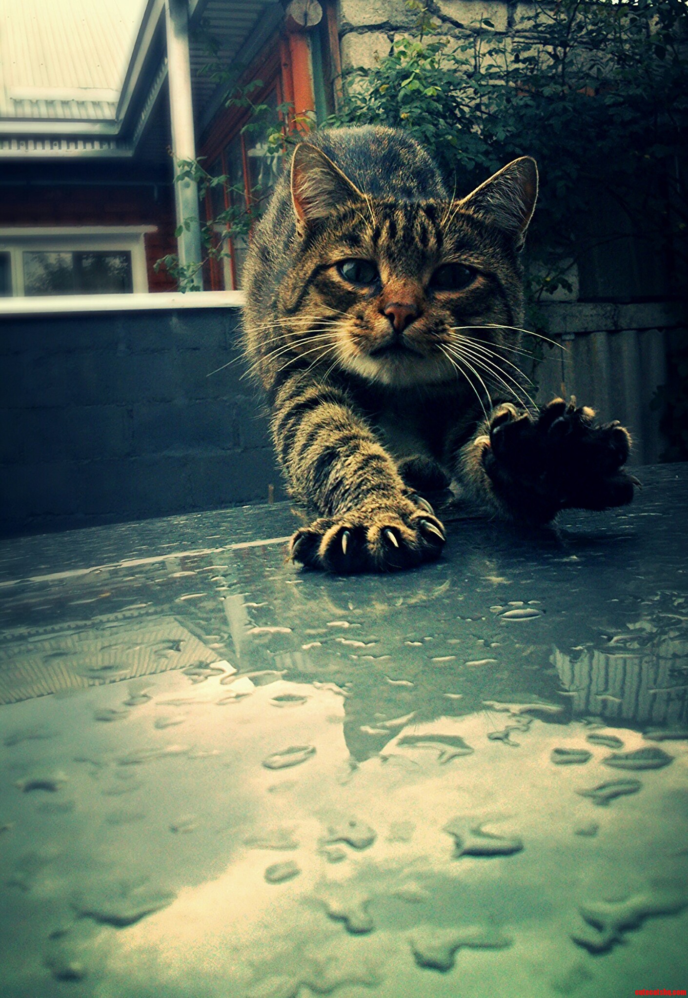 Stretching Tabby Cat