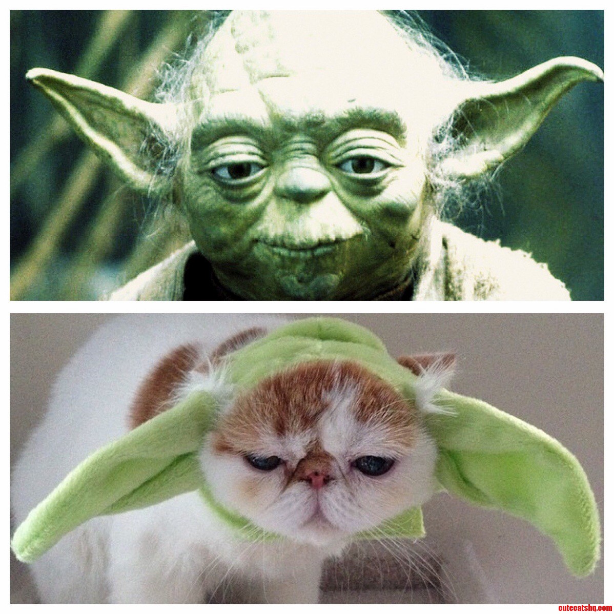 Taco Found His Twin.