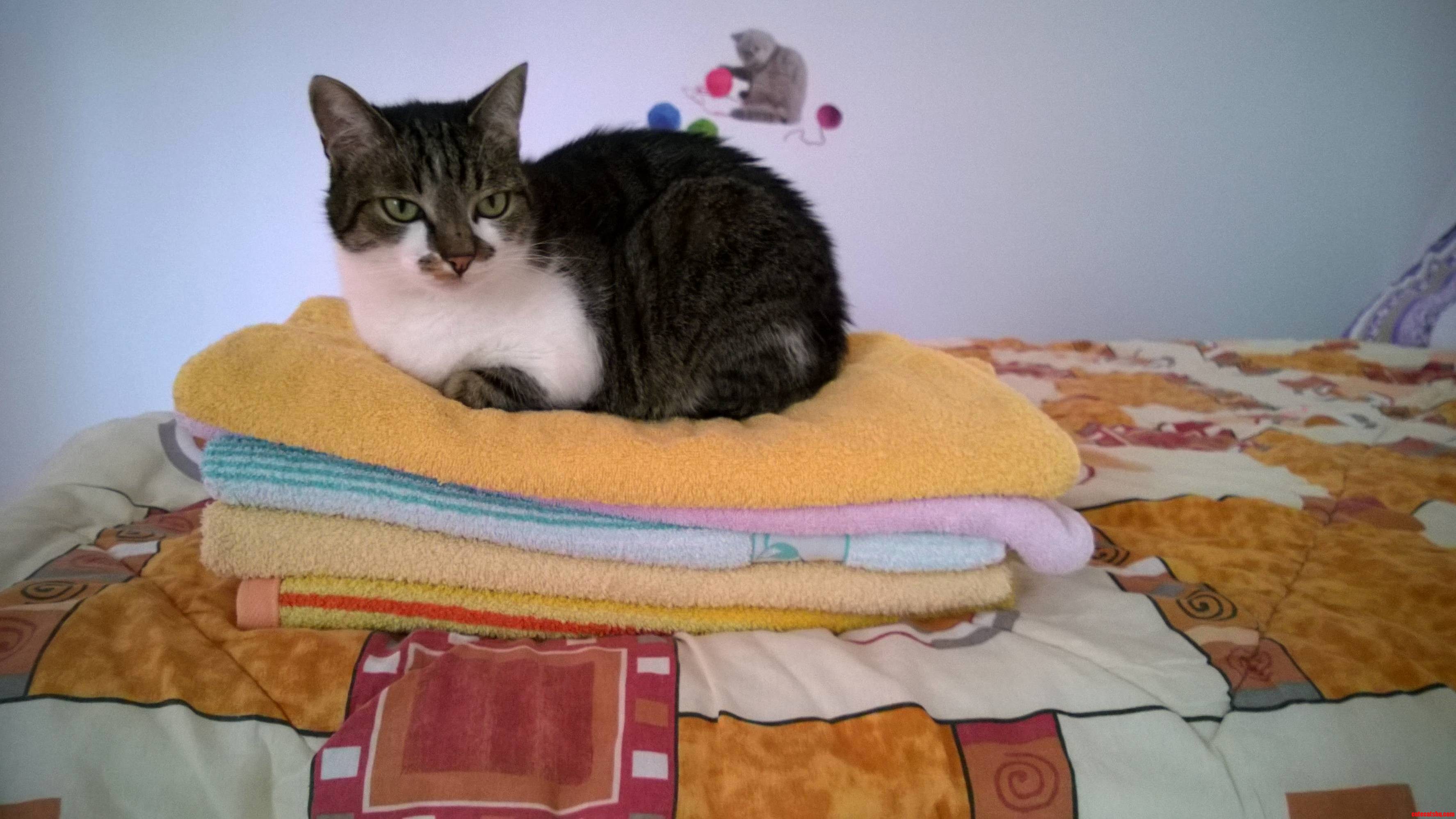 The Princess and the Pea