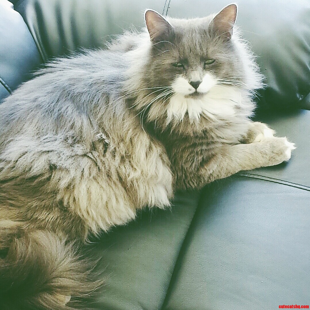 The Look My Cat Gives Me When I Tell Him Im Sexy.
