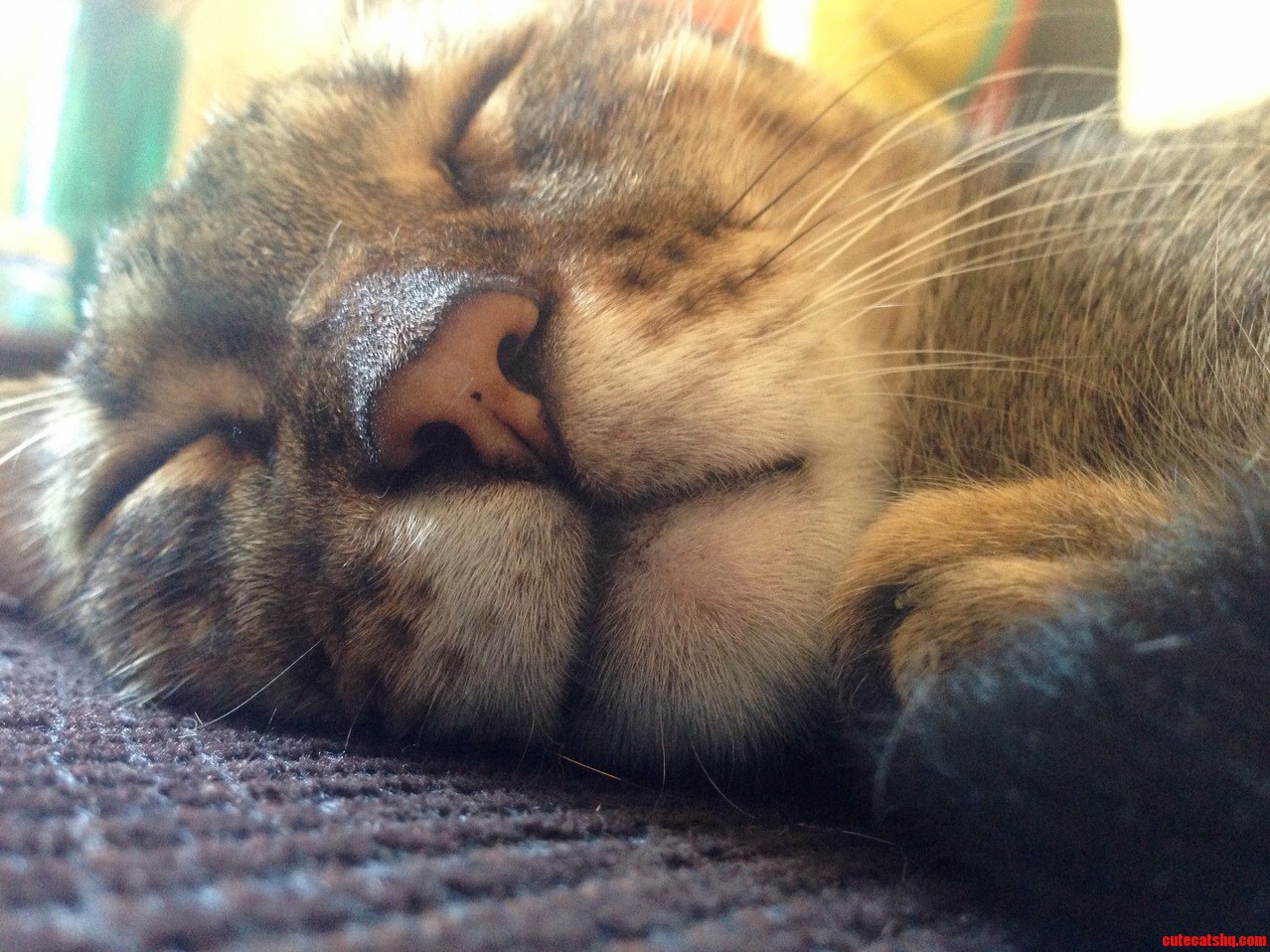 The Mornings of My Cat. He Looks Very Stressed P