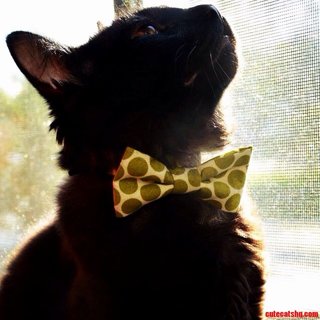 The Name Is Fuzz. Franky Fuzz.