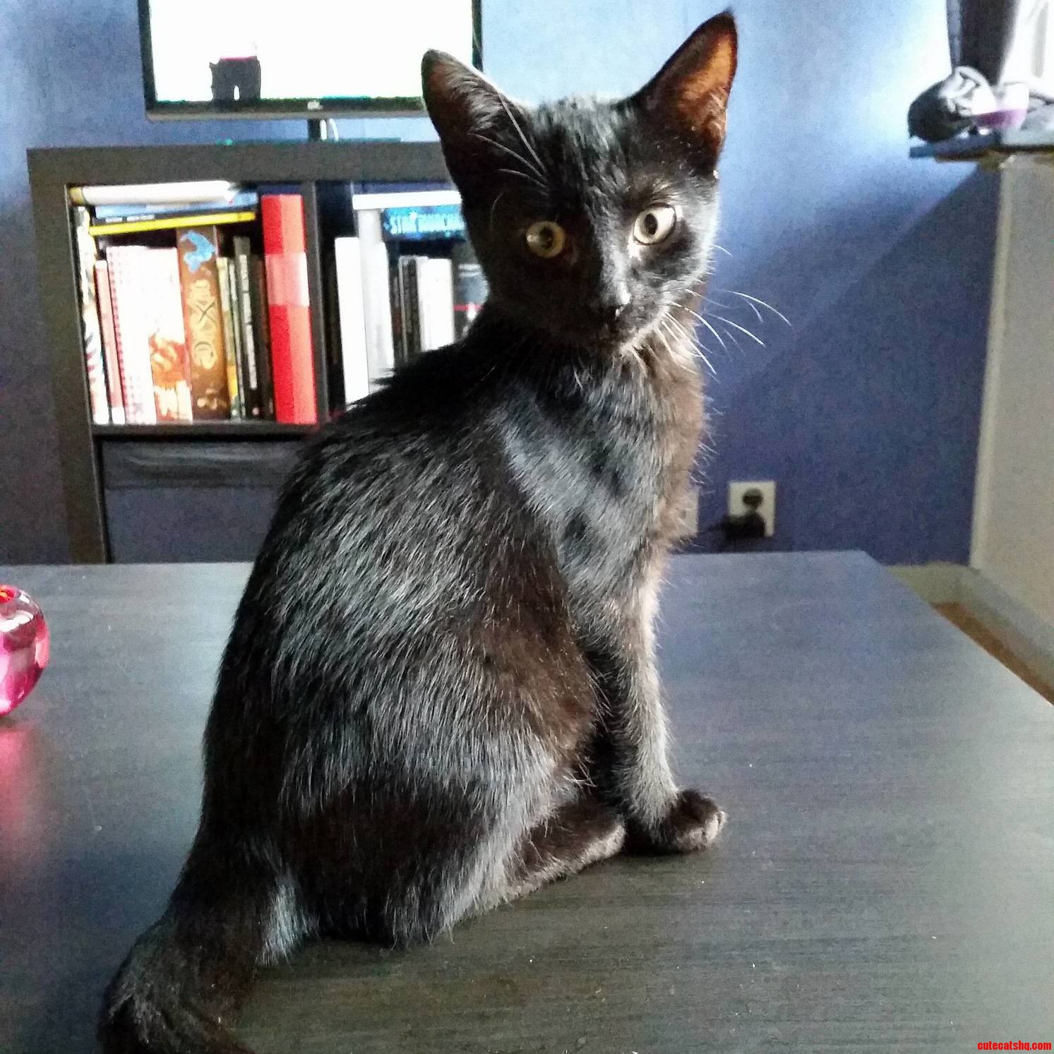 The Newest Addition to the Family. This Is Axl.