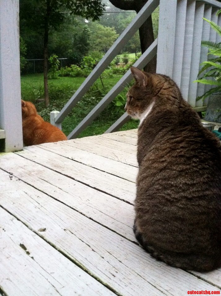These Fuzzbutts Are Never Too Far from Me. Only a Couple Weeks Until I See Them Again