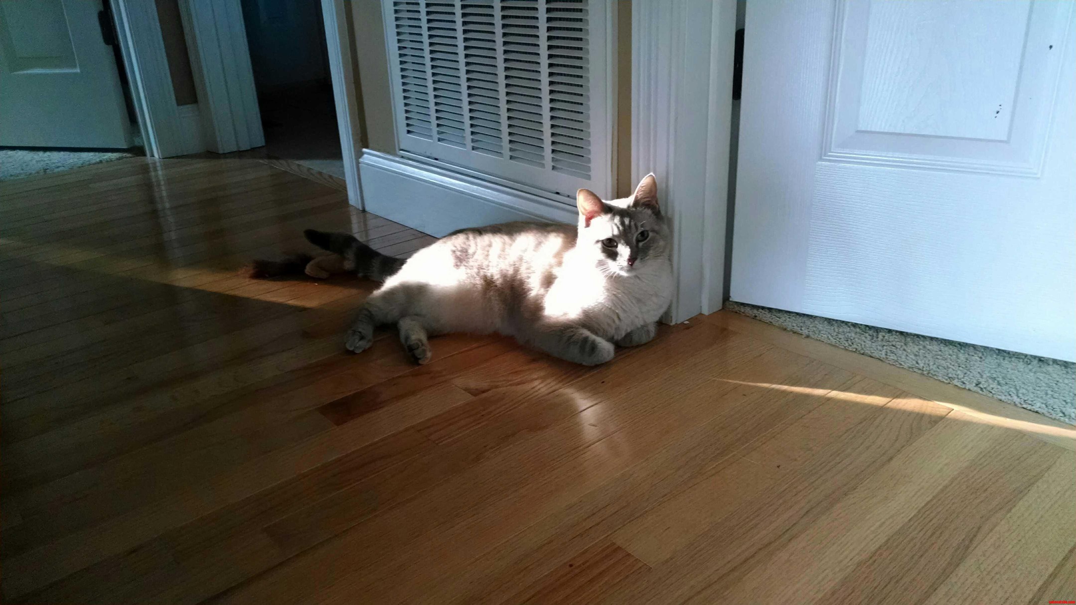 They Always Manage to Find Even the Tiniest Sliver of Sunshine