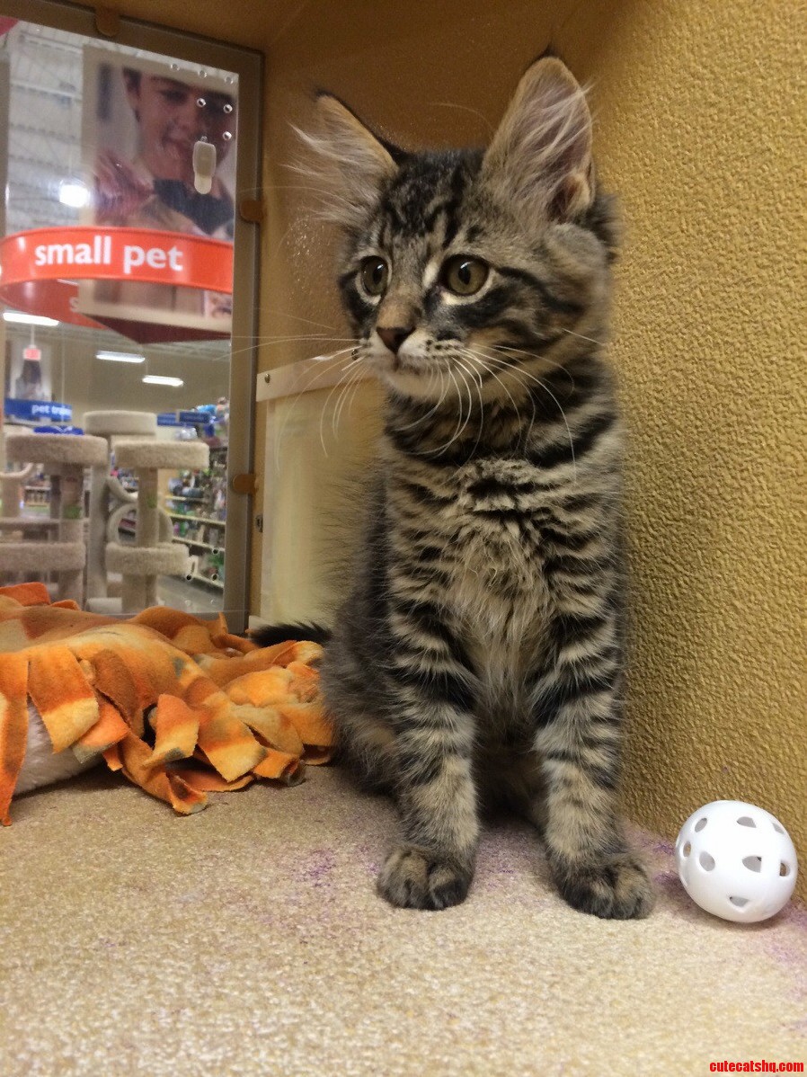 This Adorable Girl Just Arrived at My Shelter.
