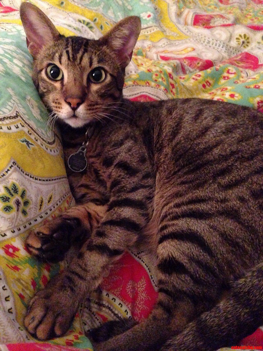 This Guy.