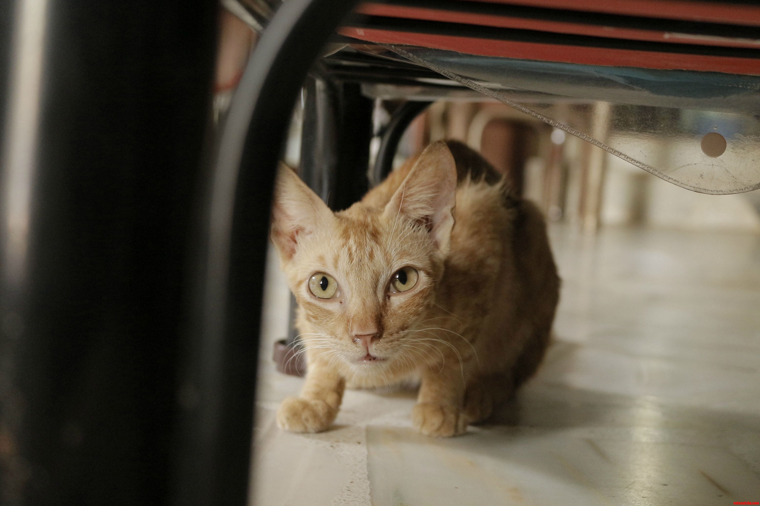 This Is Armin and His Sneakiness