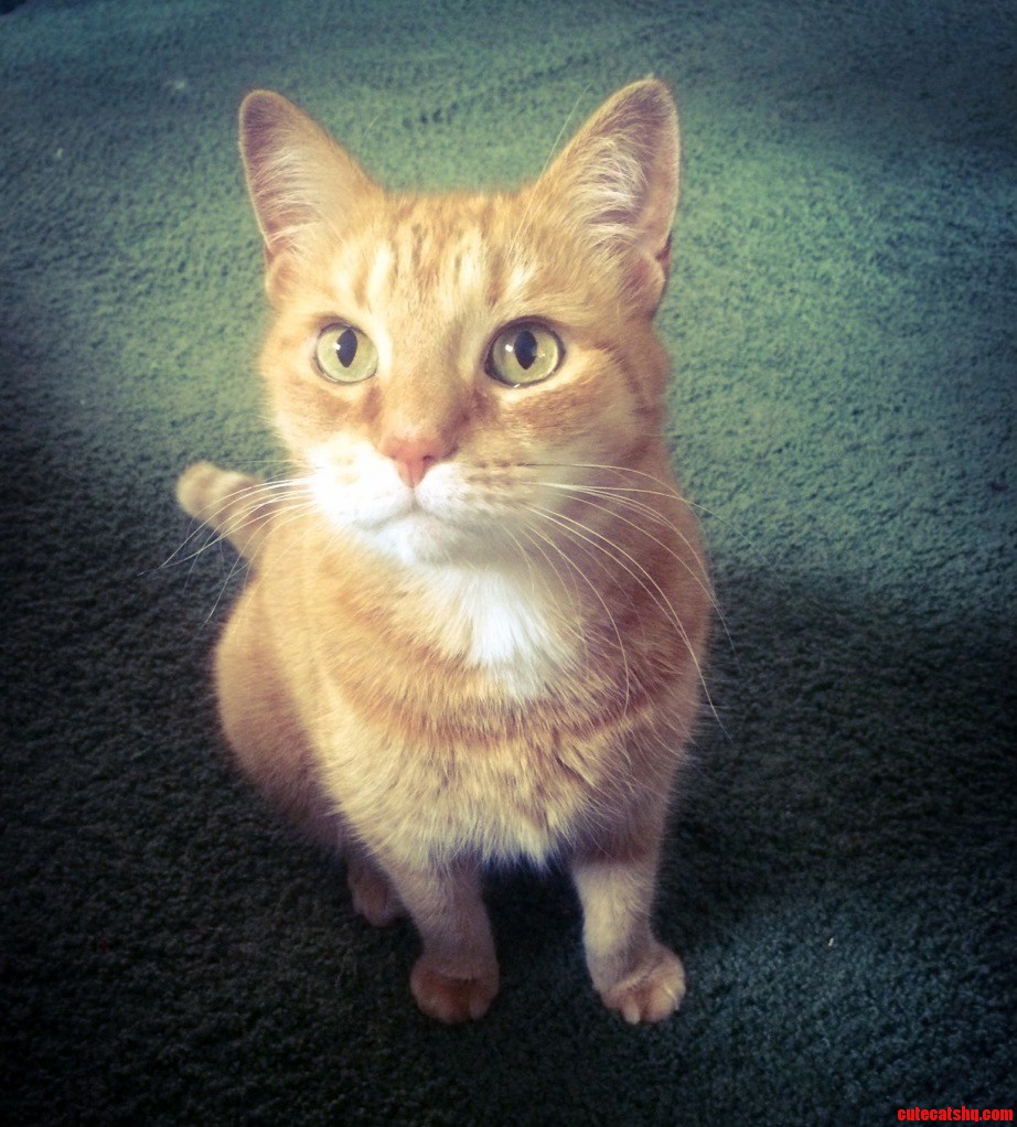 This Is Mcluvin. Hes an Attention Whore but Cant Help but Love Him.