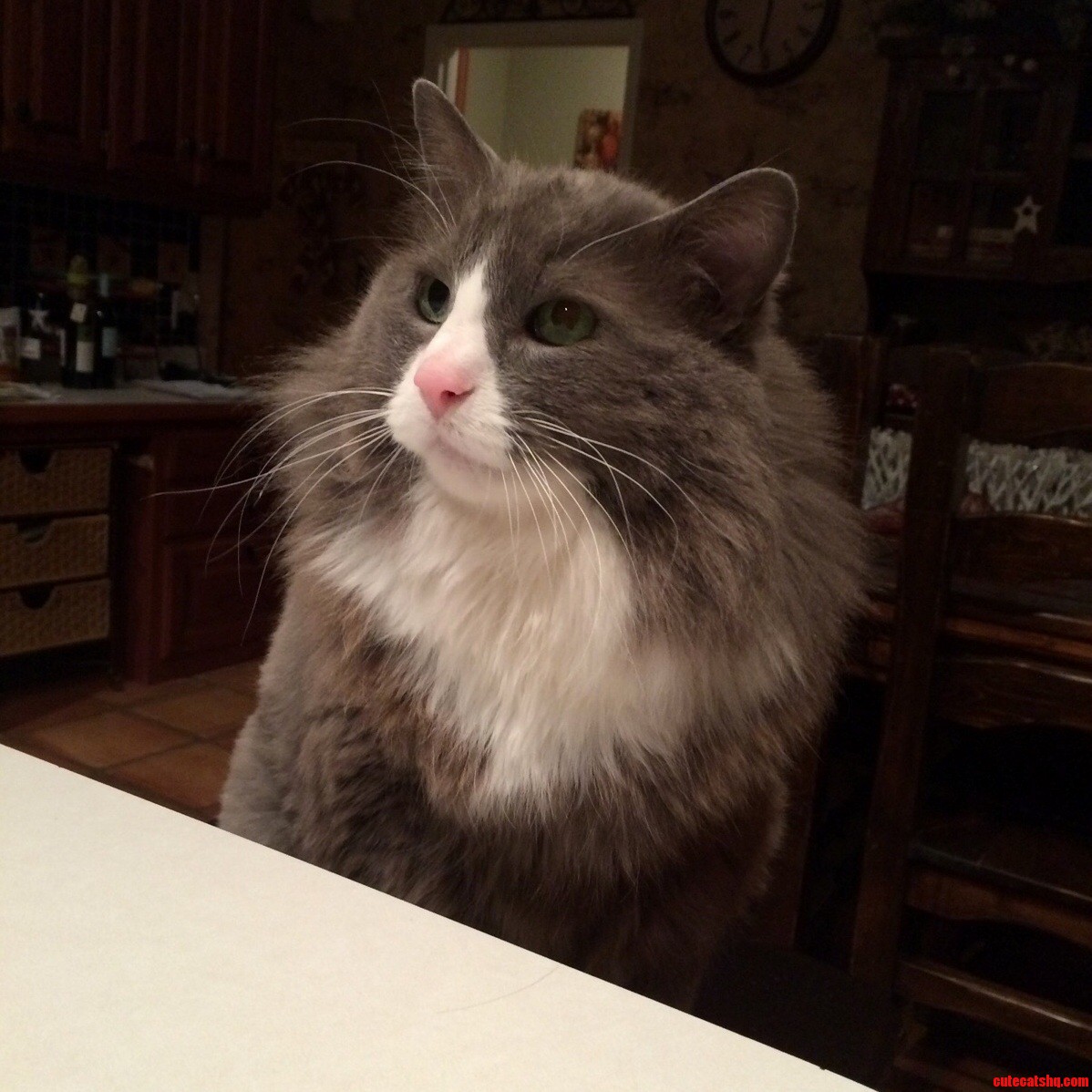 This Is My Girlfriends Cat. His Name Is Gus