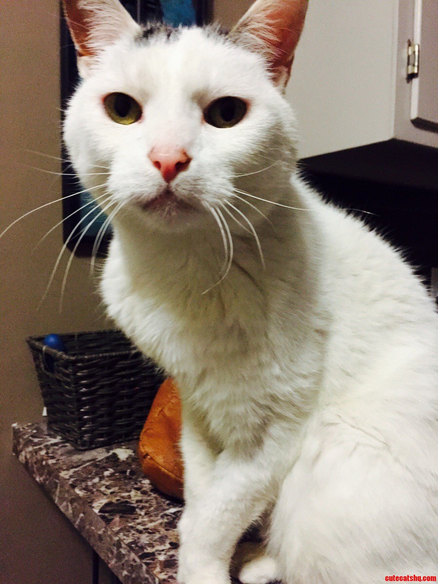 This Is Simba. Hes 14 Years Old and I Love His Whiskers.