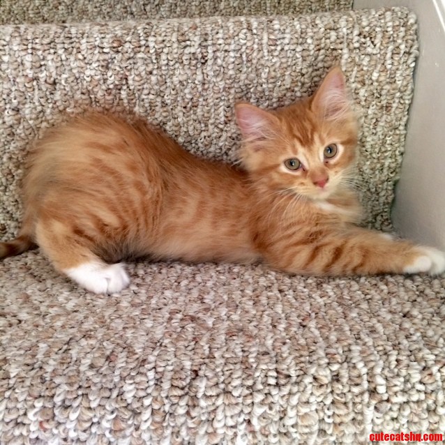 This Little Guy Just Came Home with Us from the Shelter. His Name Is Miles.