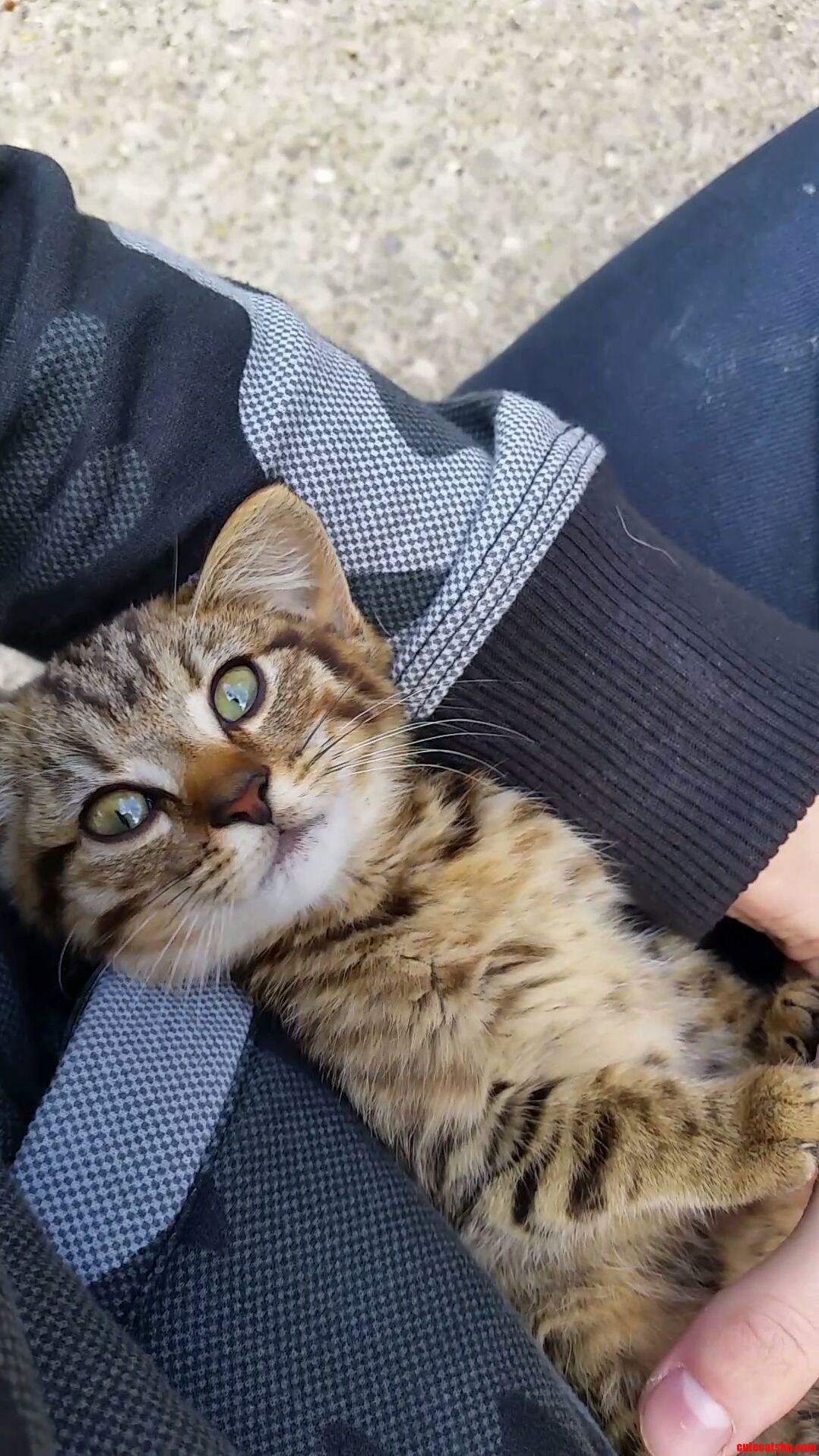This Little Guy Started Hanging Around My Buddies House. Im Pretty Much in Love.
