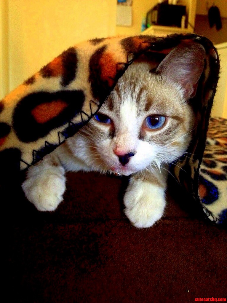 Those Baby Blues
