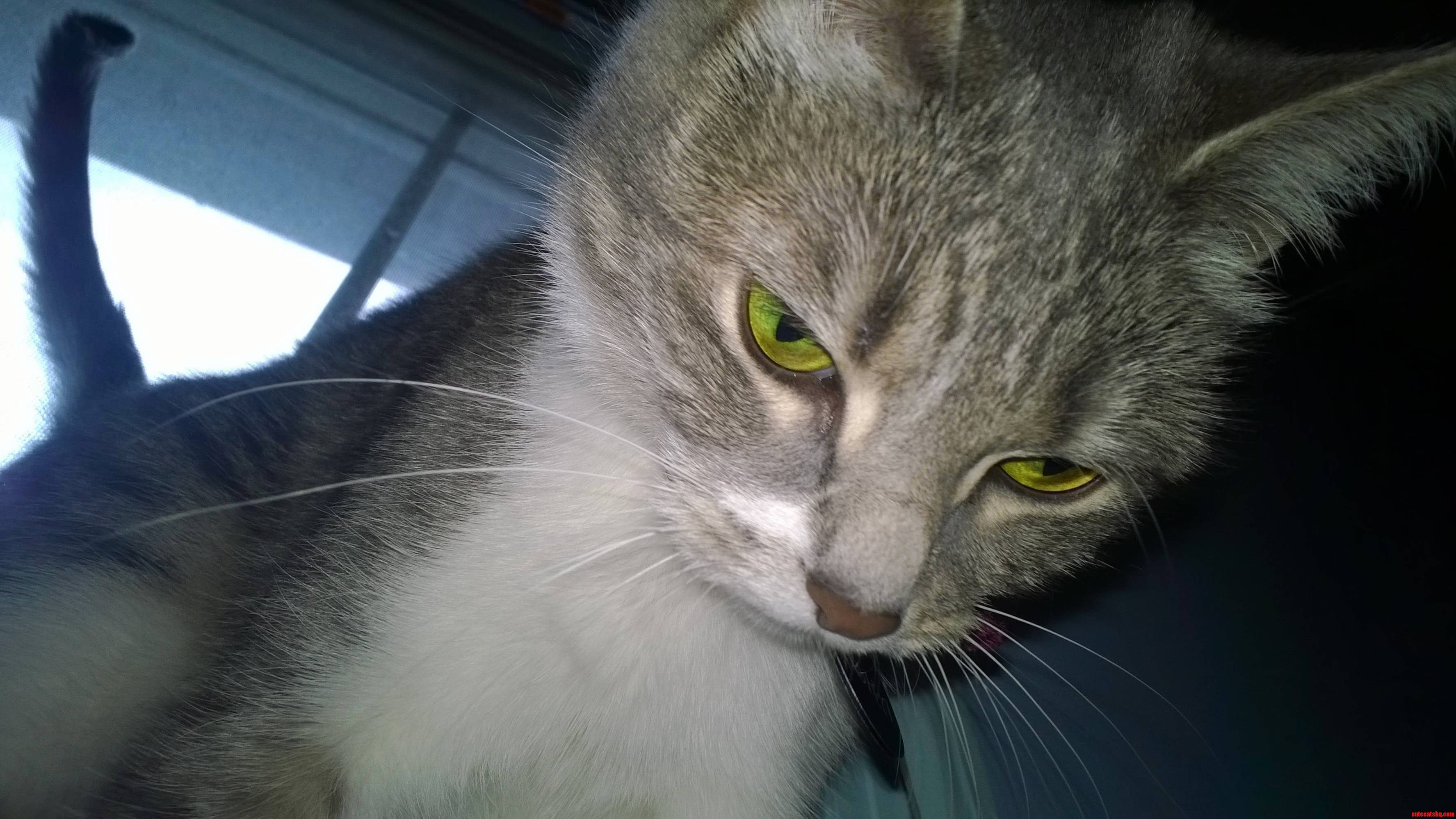 Those Beautiful Green Eyes