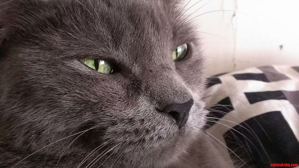 Those Eyes So Captivating