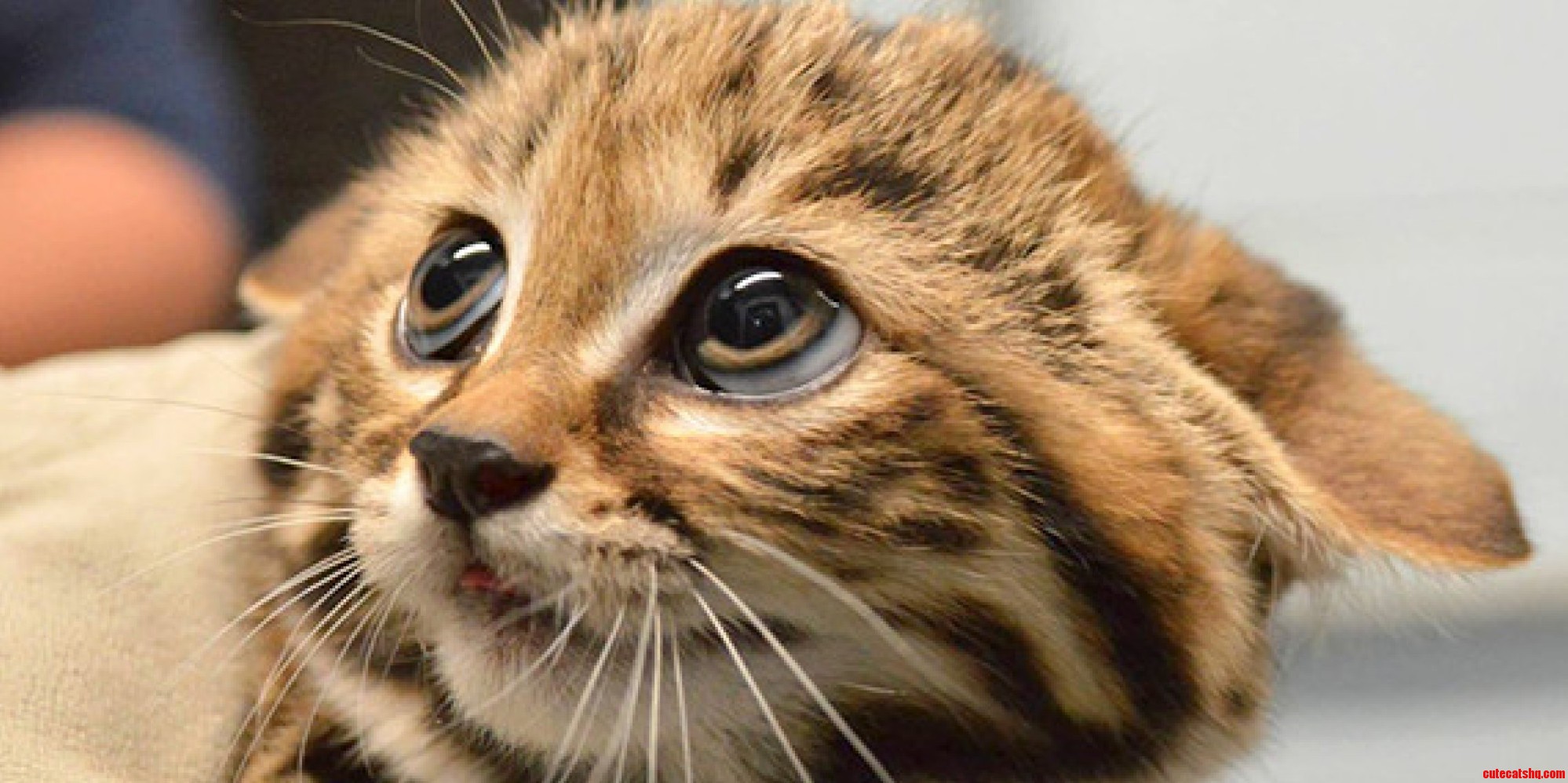 Timid Cat