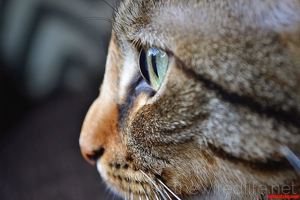 To Be Fair I Had Like 2933839392 Attempts at This Shot Because She Was Completely Fixated on the Cat on Our Porch