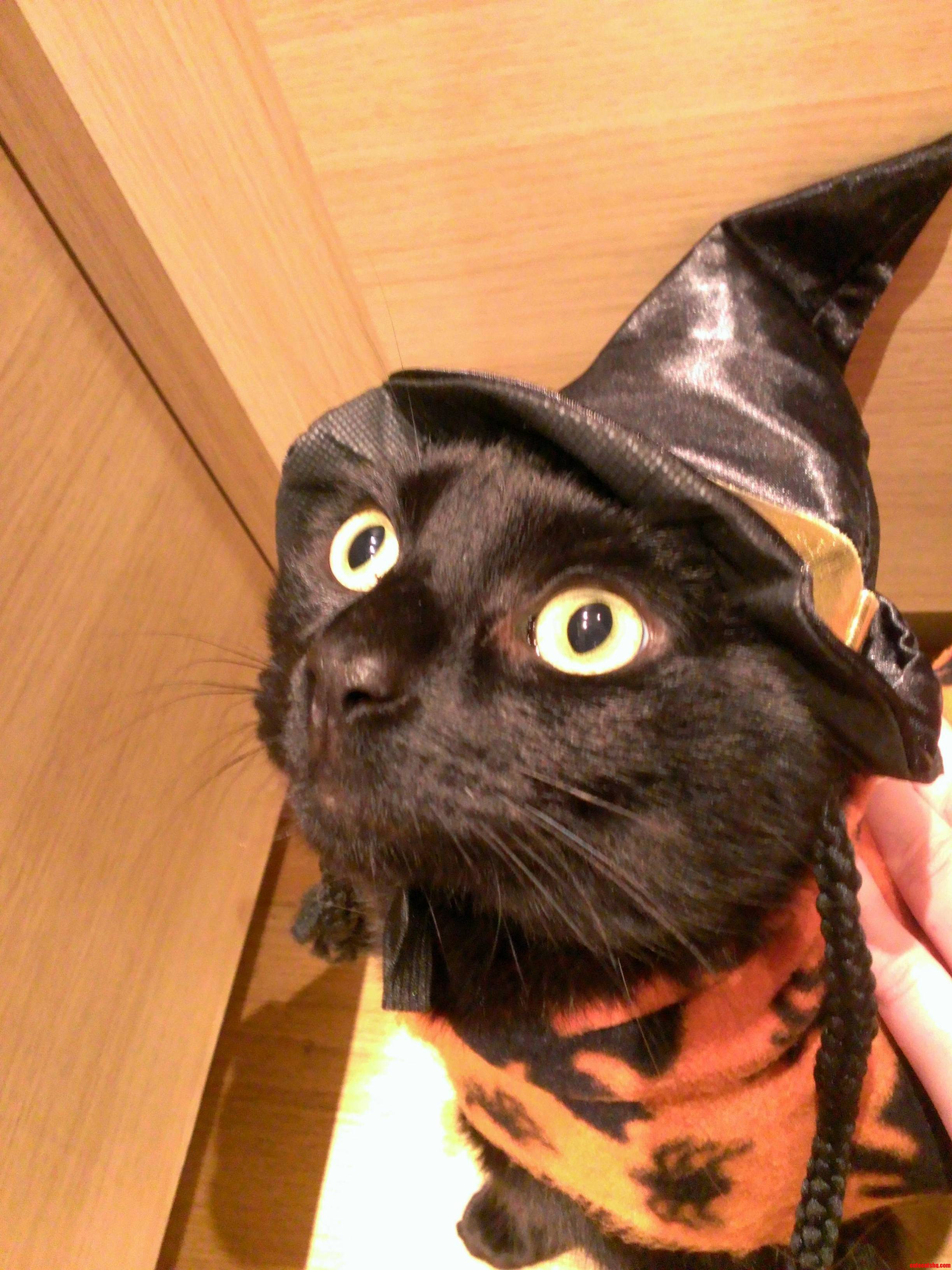 Trick or Treat