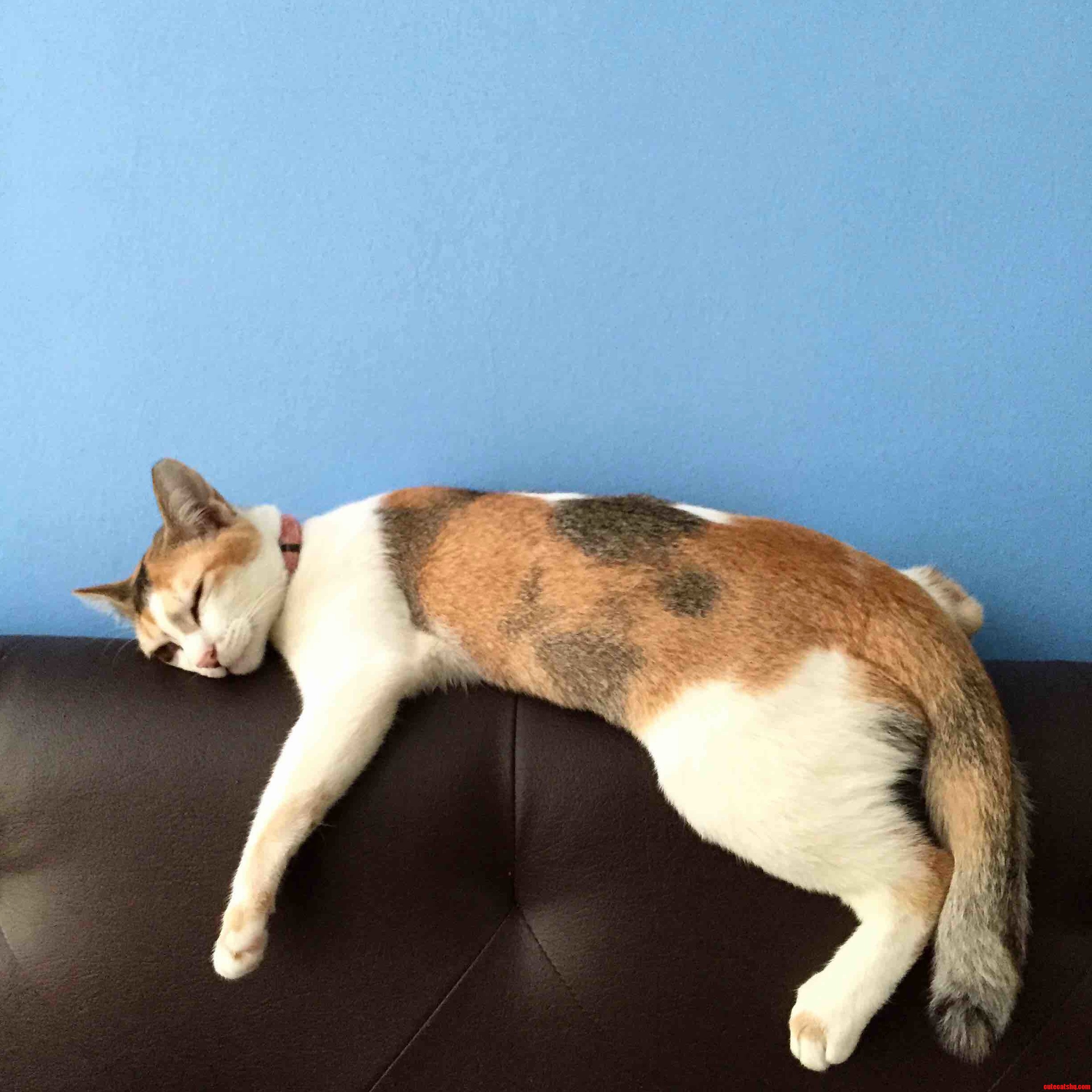 Twas a Lazier Day Than Usual for Princess Ellie...