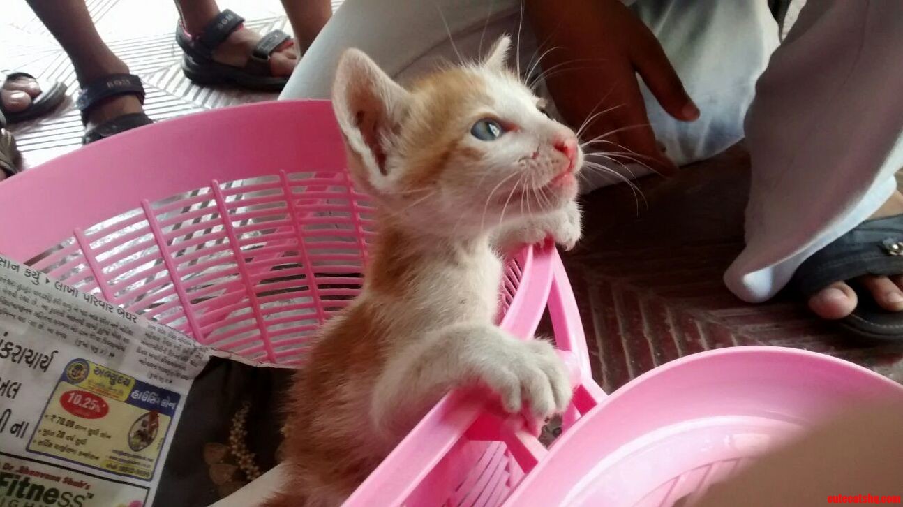 We Rescued a Cat... Now We Dont Know What to Do of Her.