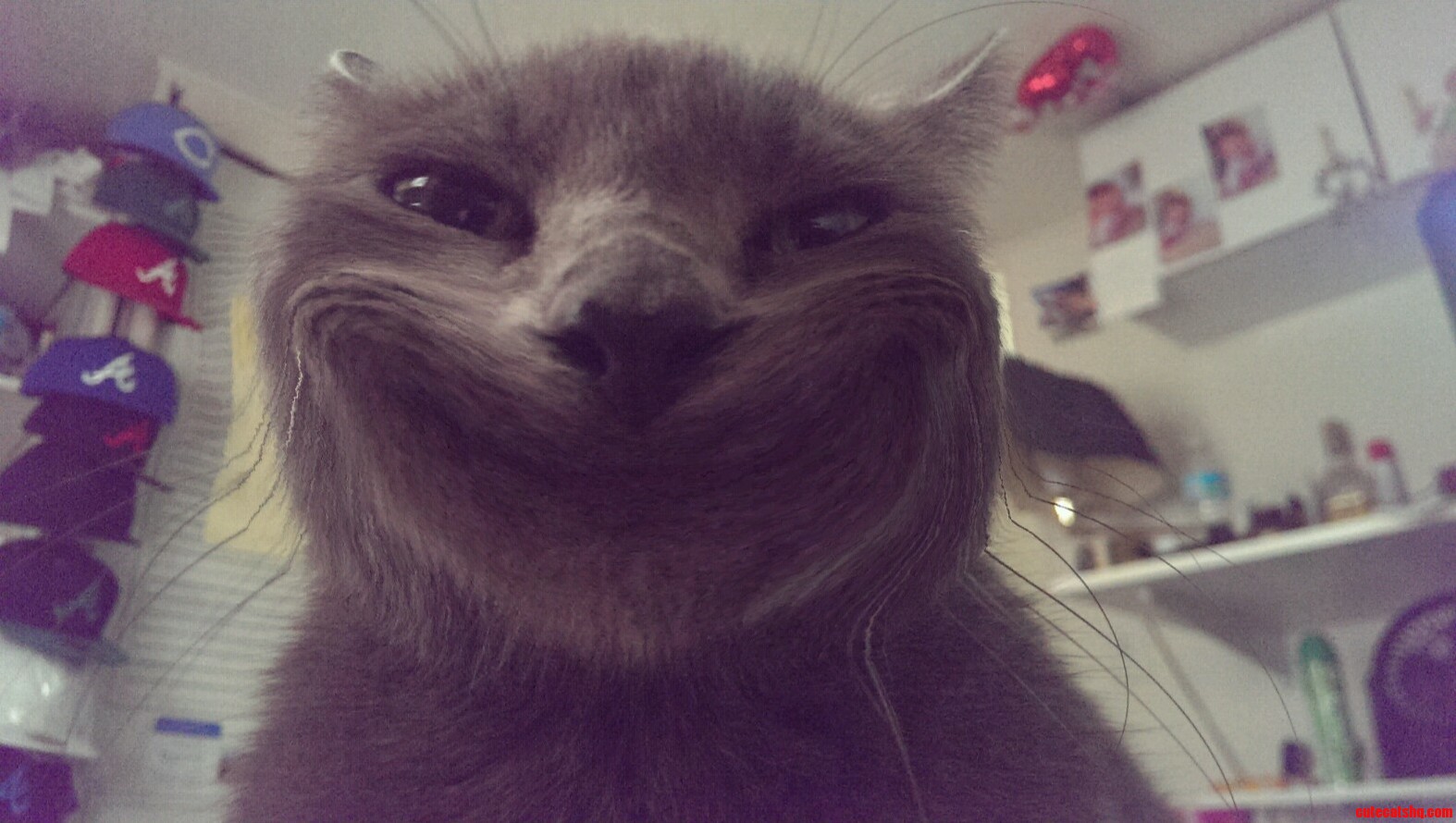 Were All Mad Here