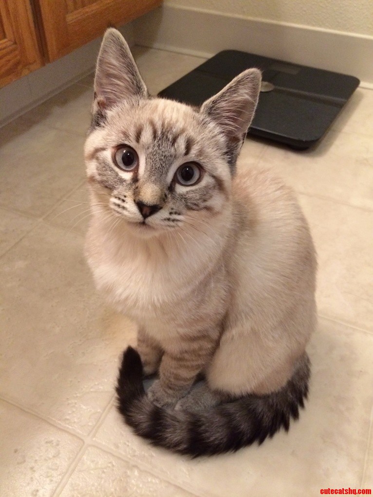 Which Breed Does This Cat Belongs to