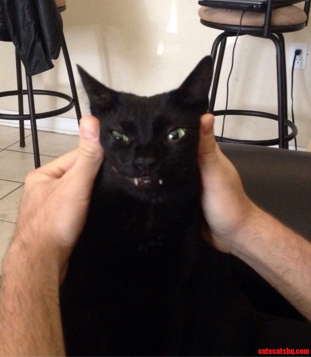 Who Said Black Cats Dont Photograph Well