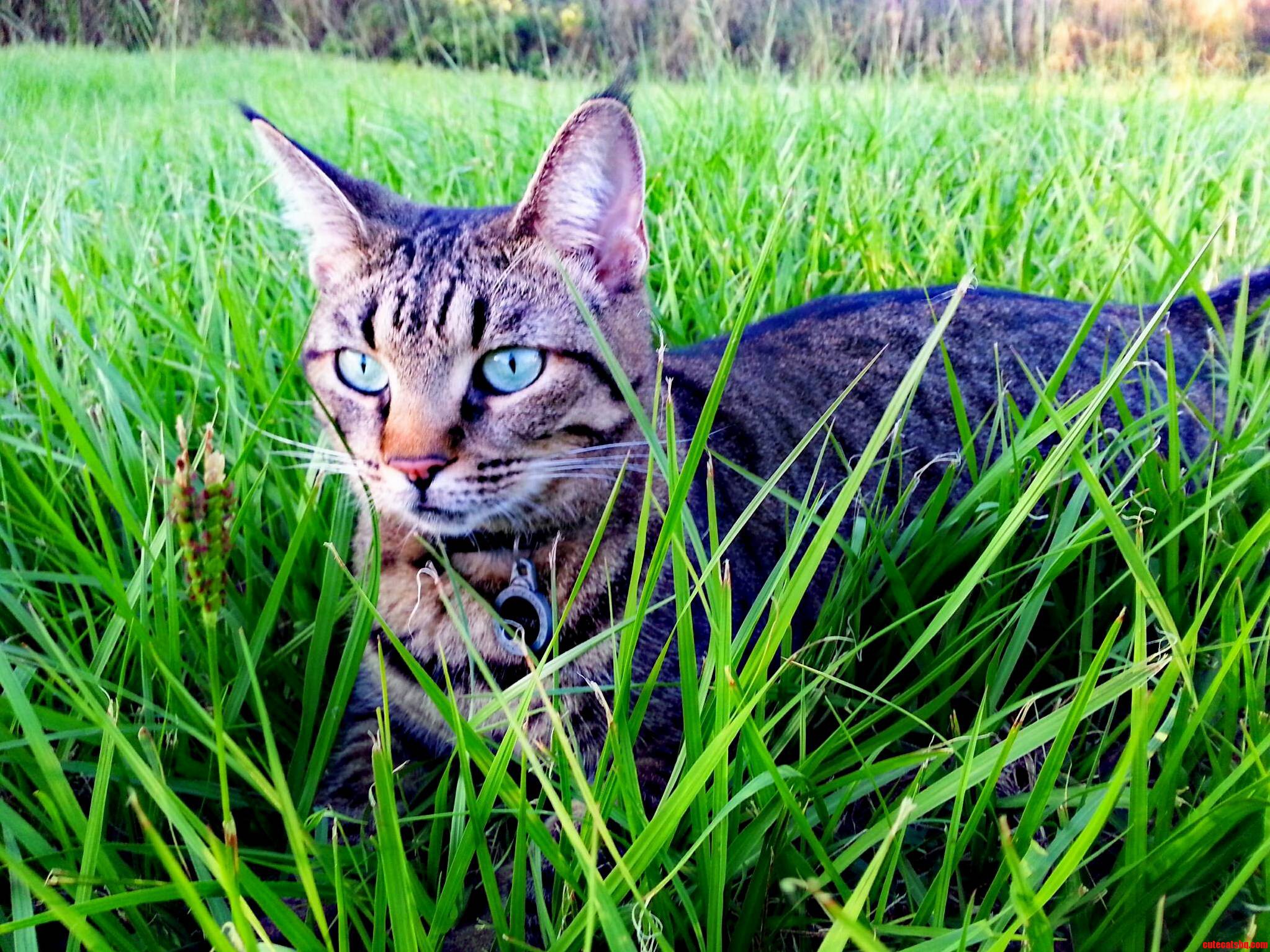 Young Green Eyes. Can Anyone Help with the Breed Shes a Rescue.
