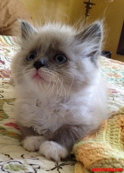 My Sister and Is New Kitten