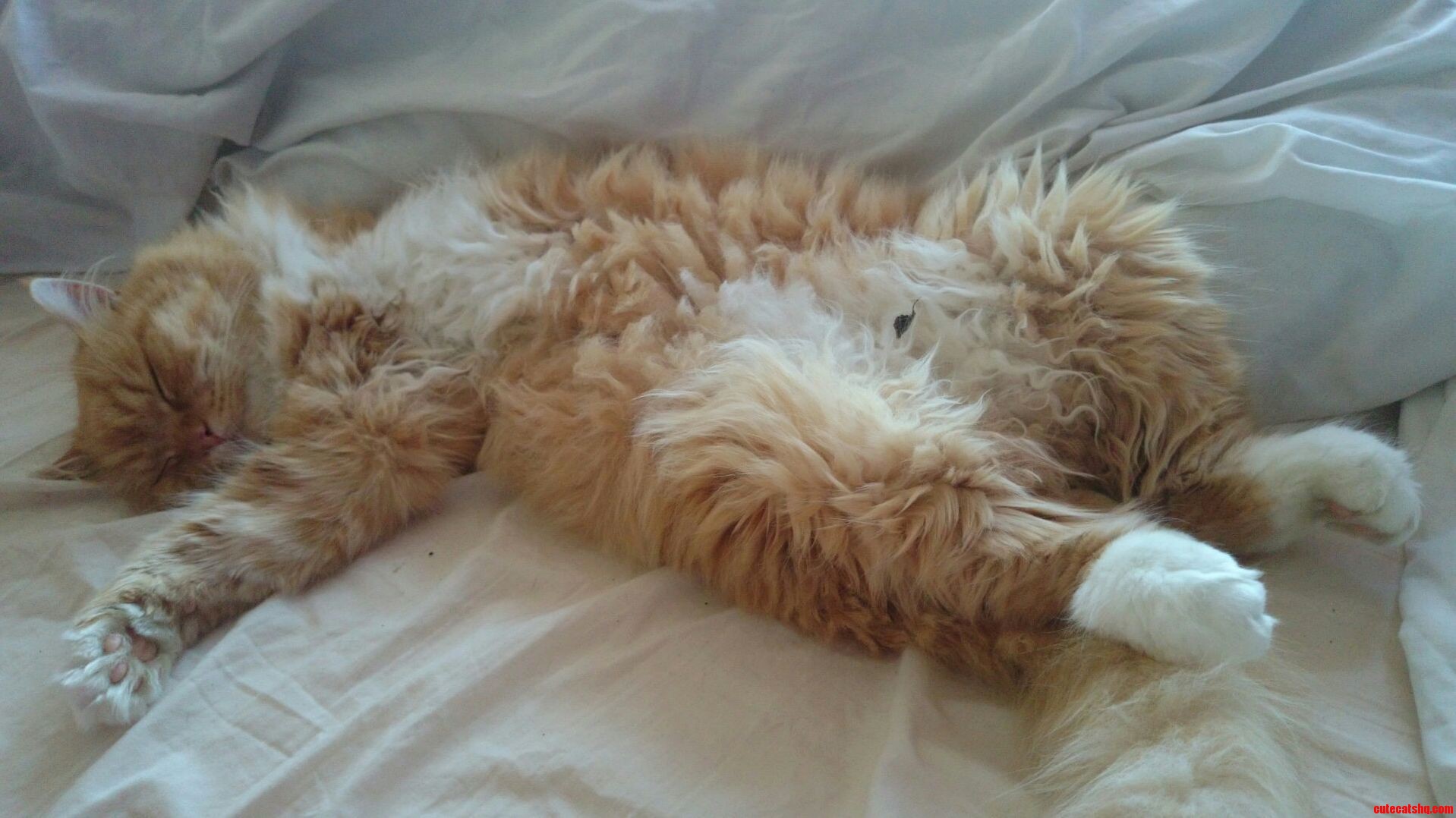 3-legged Ron Having an Uninhibited Snooze.