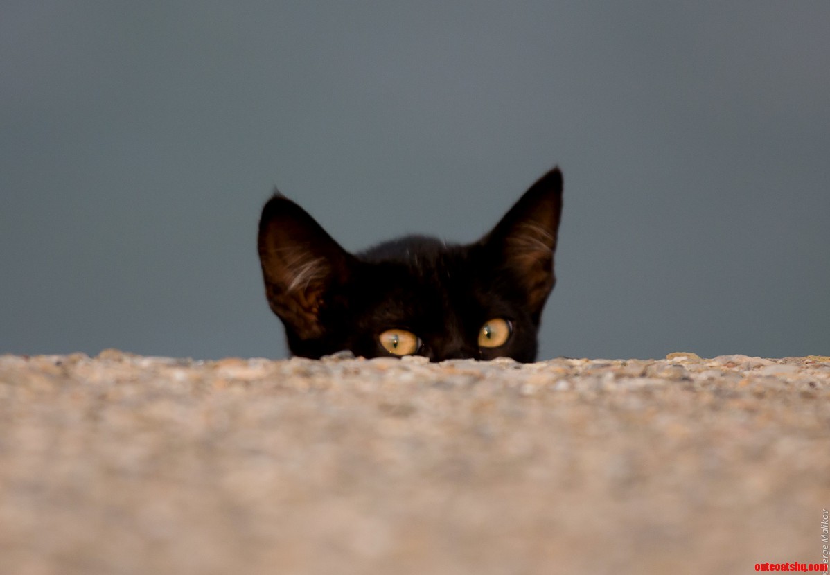A Very Curious Kitten on the Canary Islands