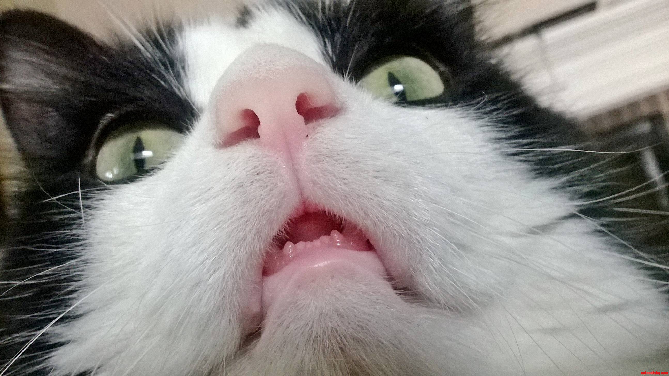 A Year Ago I Got the Pleasure of Meeting My Boyfriend and His Cat Mr. Kitty.