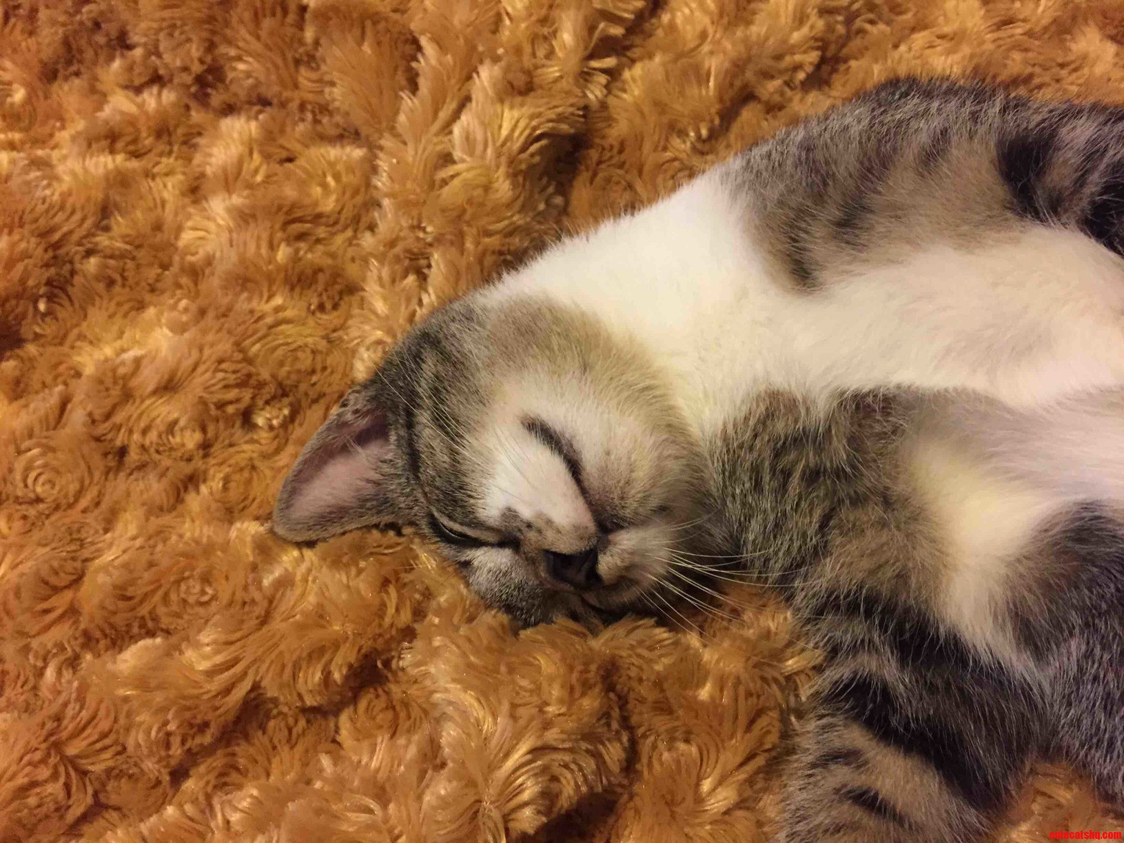 Adopted Him Last Week I Think He Is Comfortable Here.