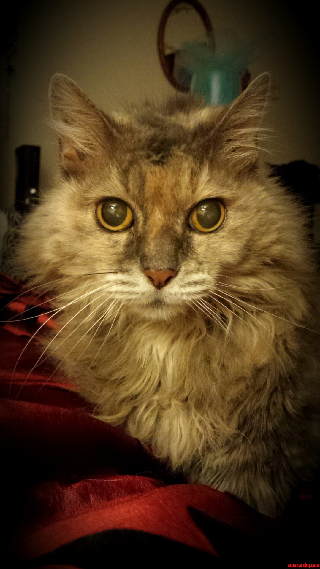 Another Morning Shot of Sachamo.