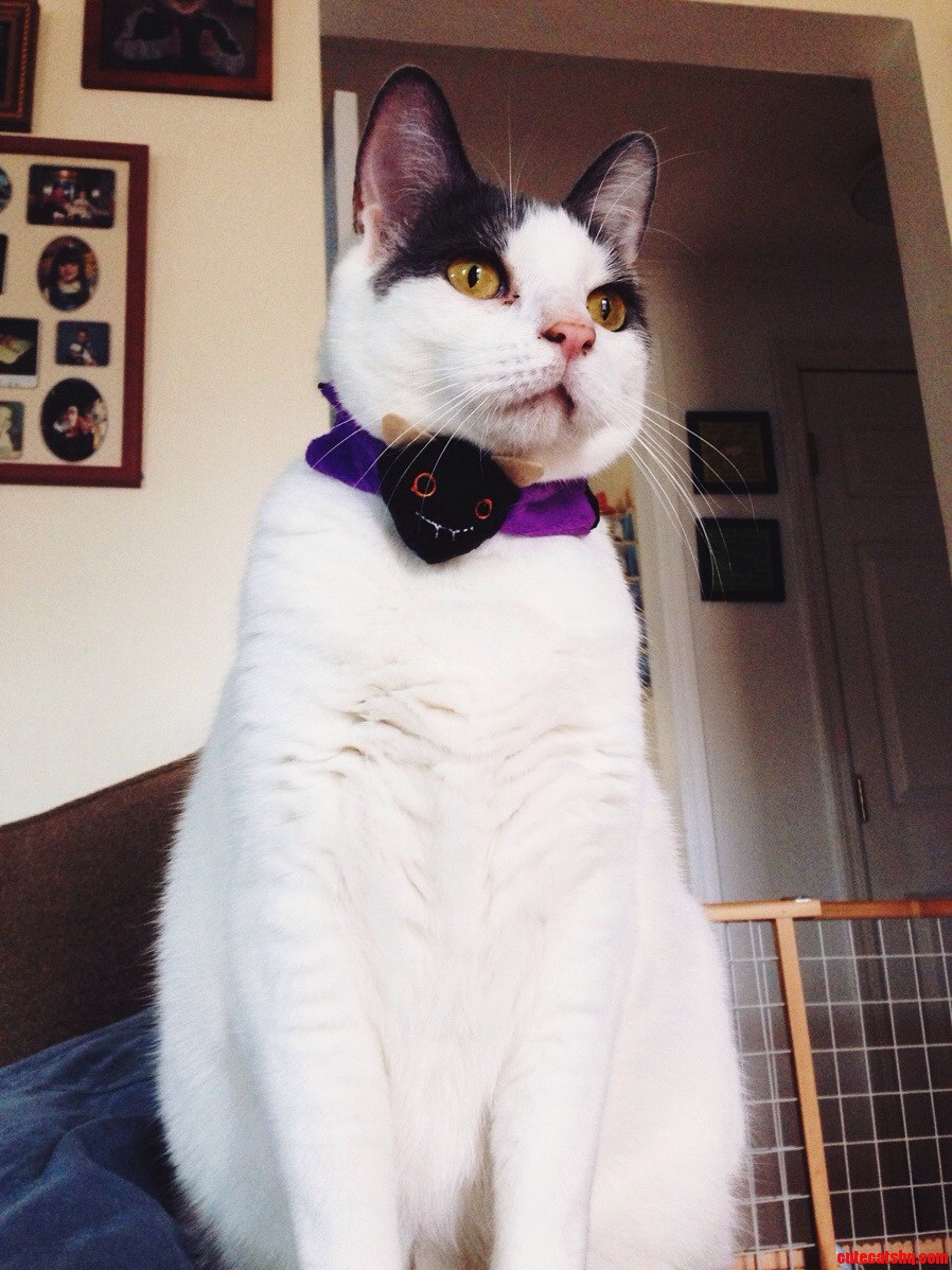 B Is Ready for Halloween.
