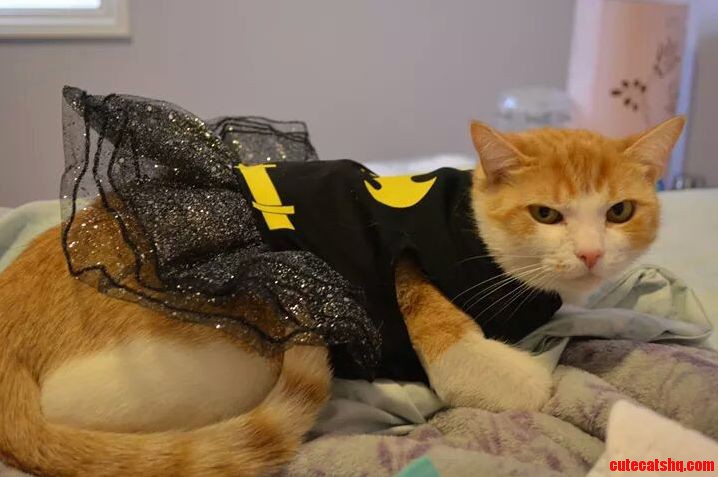 Batkitty Bitto Is Not Amused