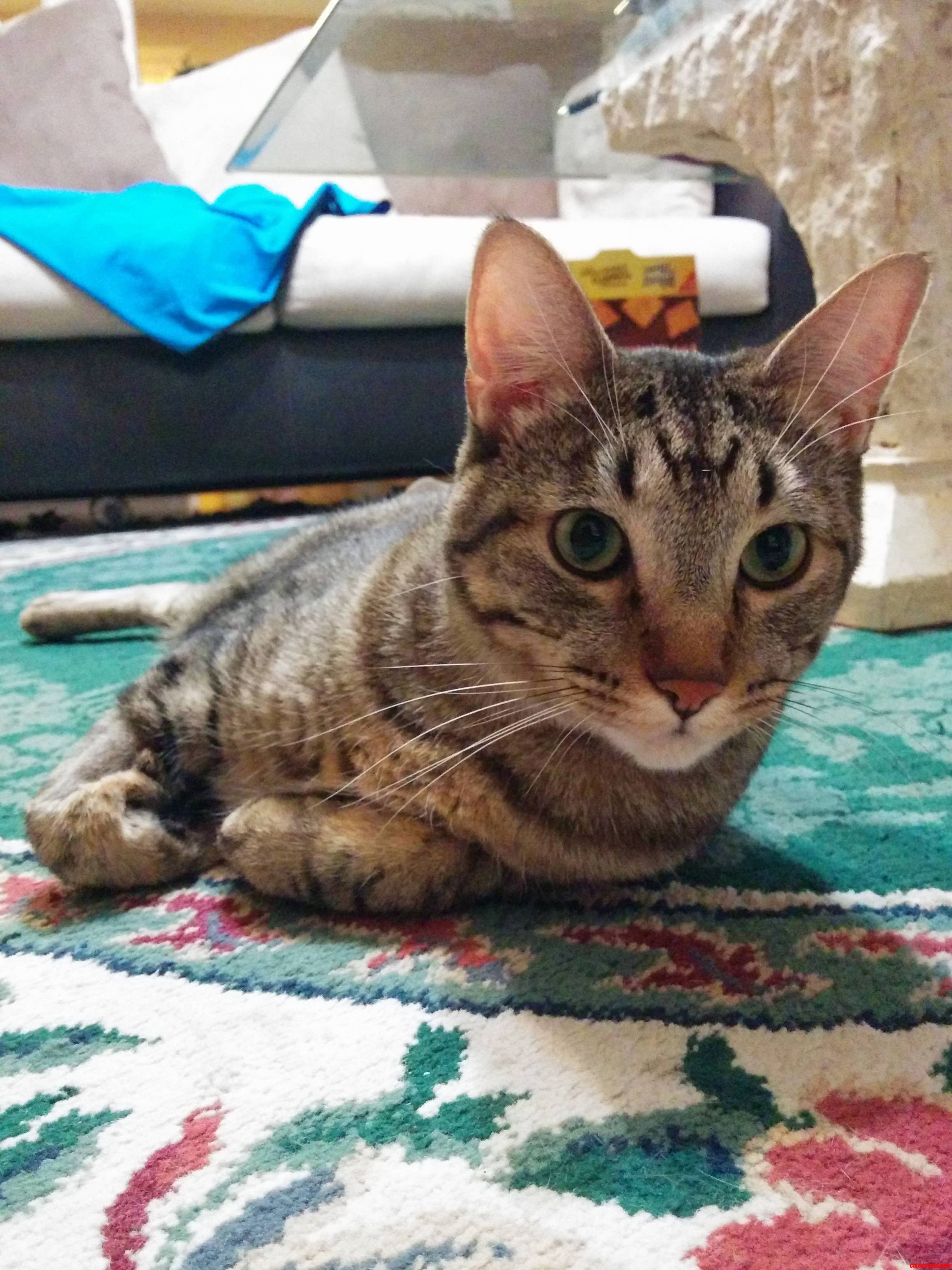 Before National Cat Day Ends Heres My Recently Amputed Cat Lebron.