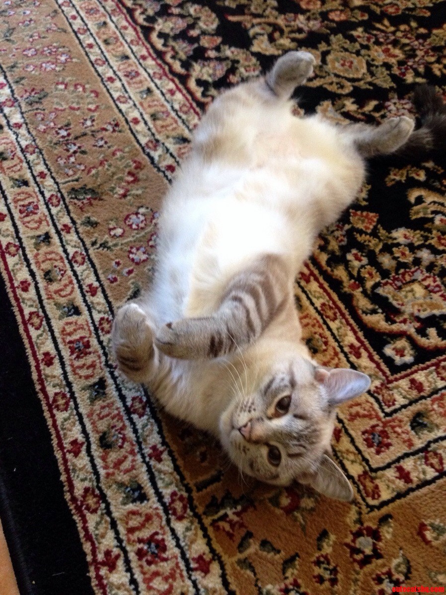 Belly Rub Plz