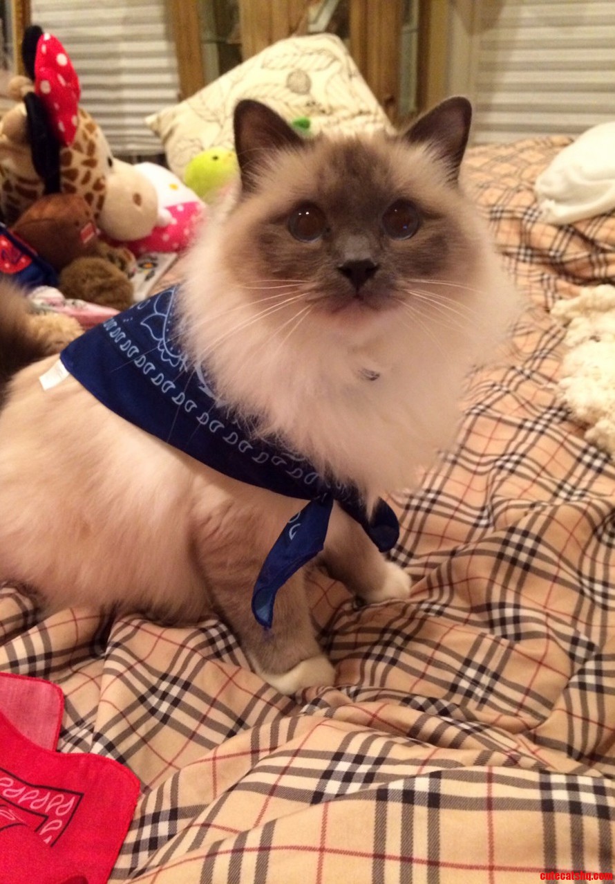 Brinkley in His New Blue Bandana