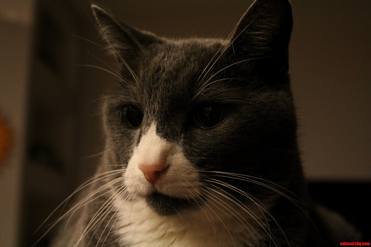 British Shorthair Deep in Thought