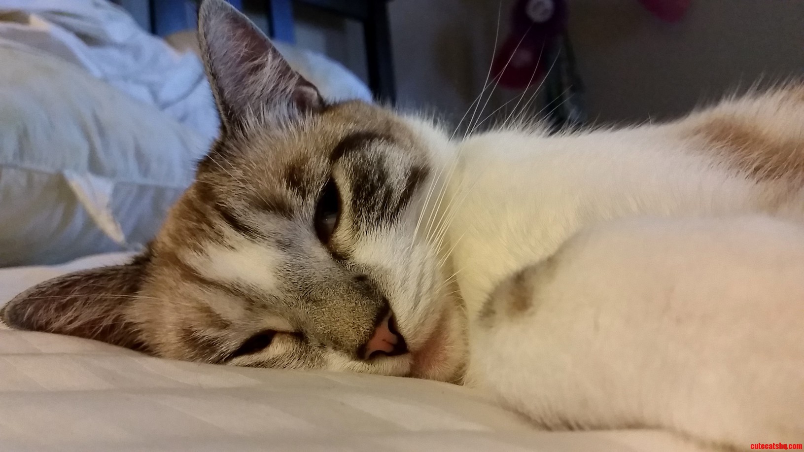 Bunbun the Tired Kitty